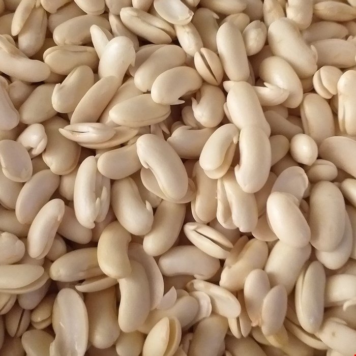 لوبیا باقلا قاتق